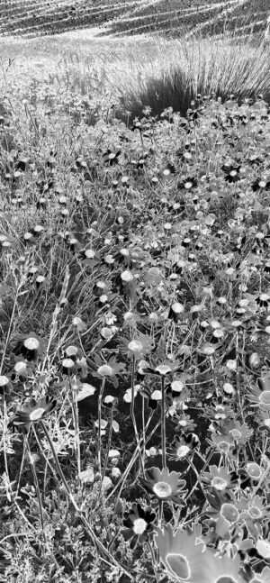 solarizzazione__0007 solarizzazione__0007